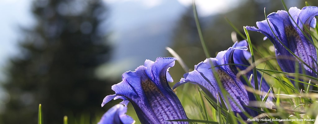 Fiori viola su un prato in montagna