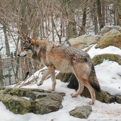 Stoccolma: lupo presente all'interno dello zoo del parco Skansen