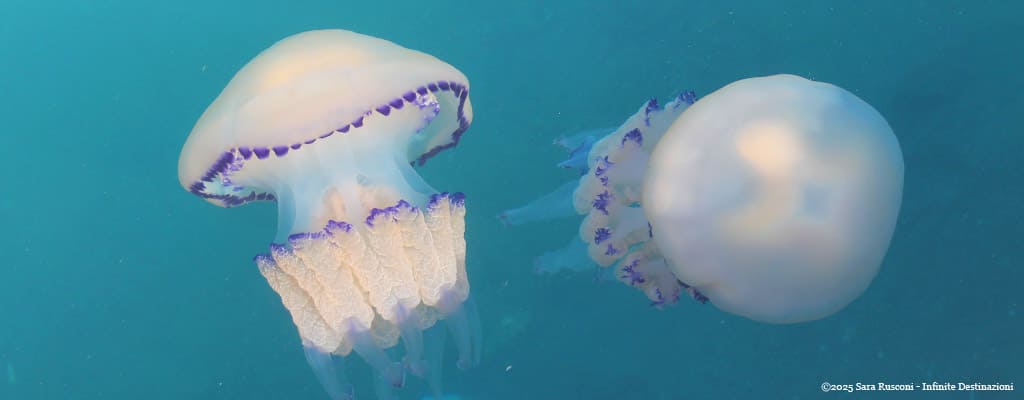 Trieste: meduse al Molo Audace