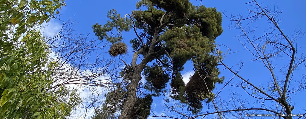 Atene: the Big Nest